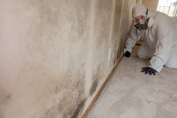 Mold Documentation for Insurance Claims in Uniondale, NY